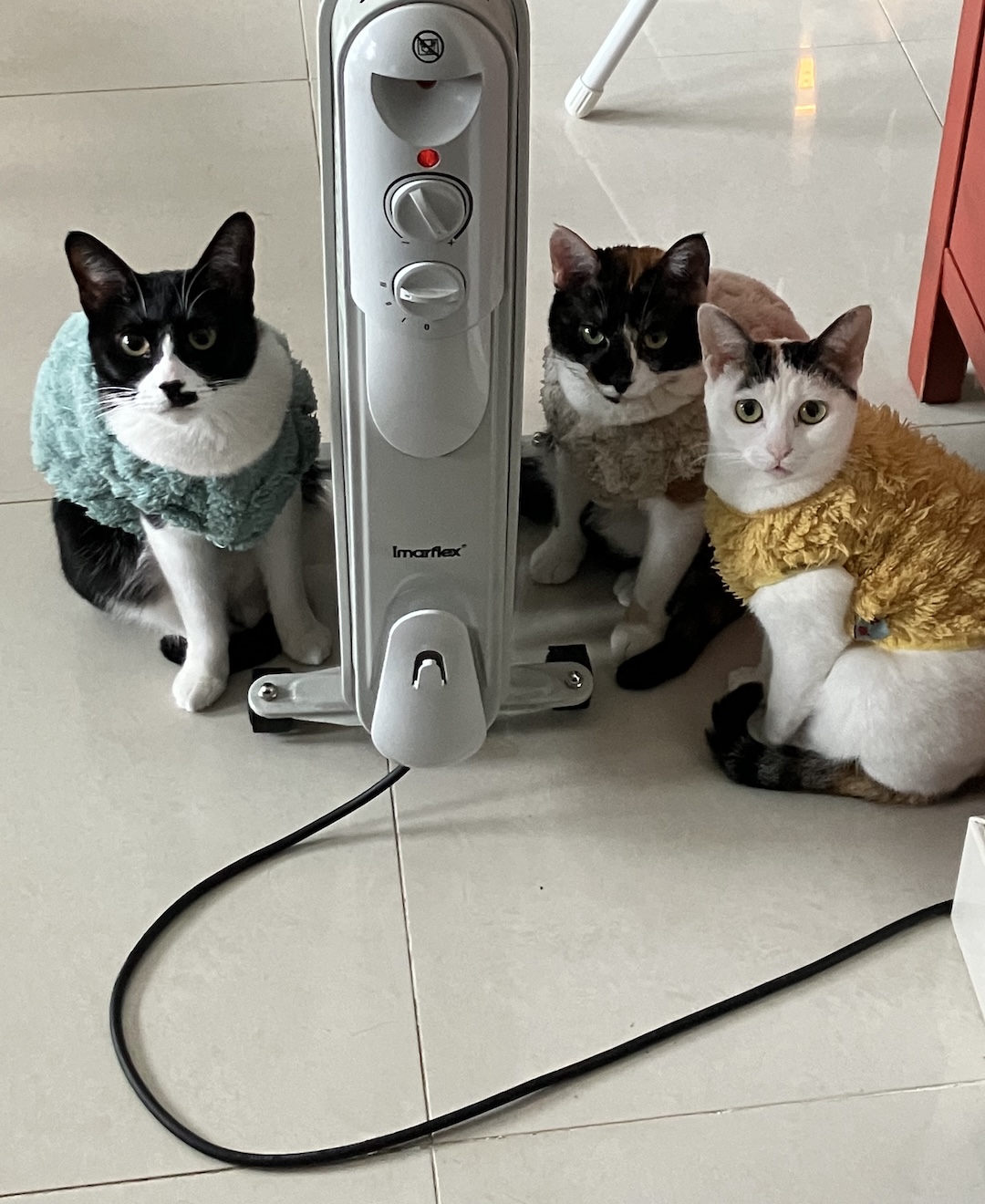 Cats Adjusting to UK Winter: Staying Warm by the Heater Cats in sweaters sitting by a heater, adjusting to the colder UK winter after moving from Hong Kong.