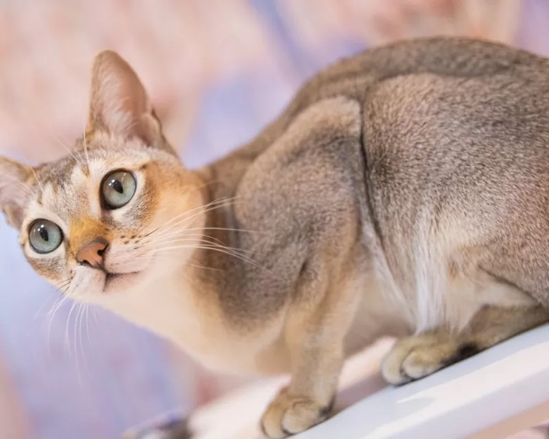 Picture of Singapura Cat Guide: Big Joy in a Tiny Body - WoWowCat